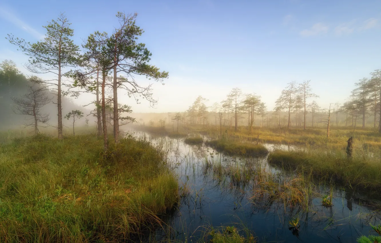 Photo wallpaper forest, the sky, grass, water, trees, nature, fog, shore