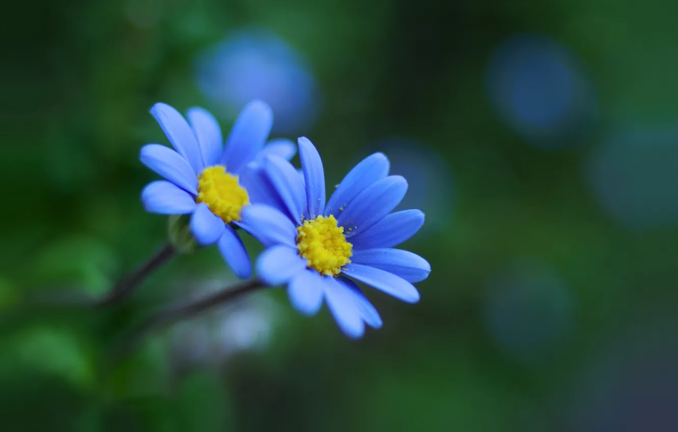 Photo wallpaper flowers, glare, background, blue, bokeh