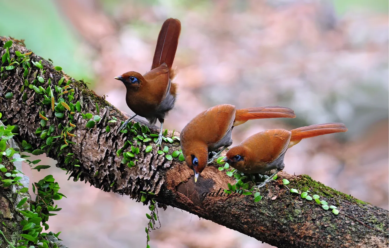 Photo wallpaper trees, branches, background, bird, three