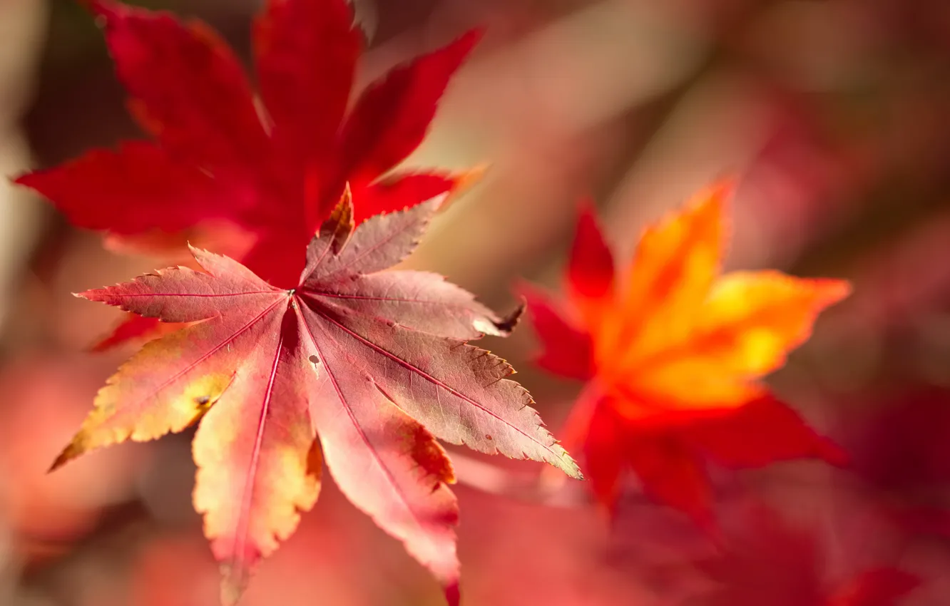 Photo wallpaper autumn, leaves, macro, maple