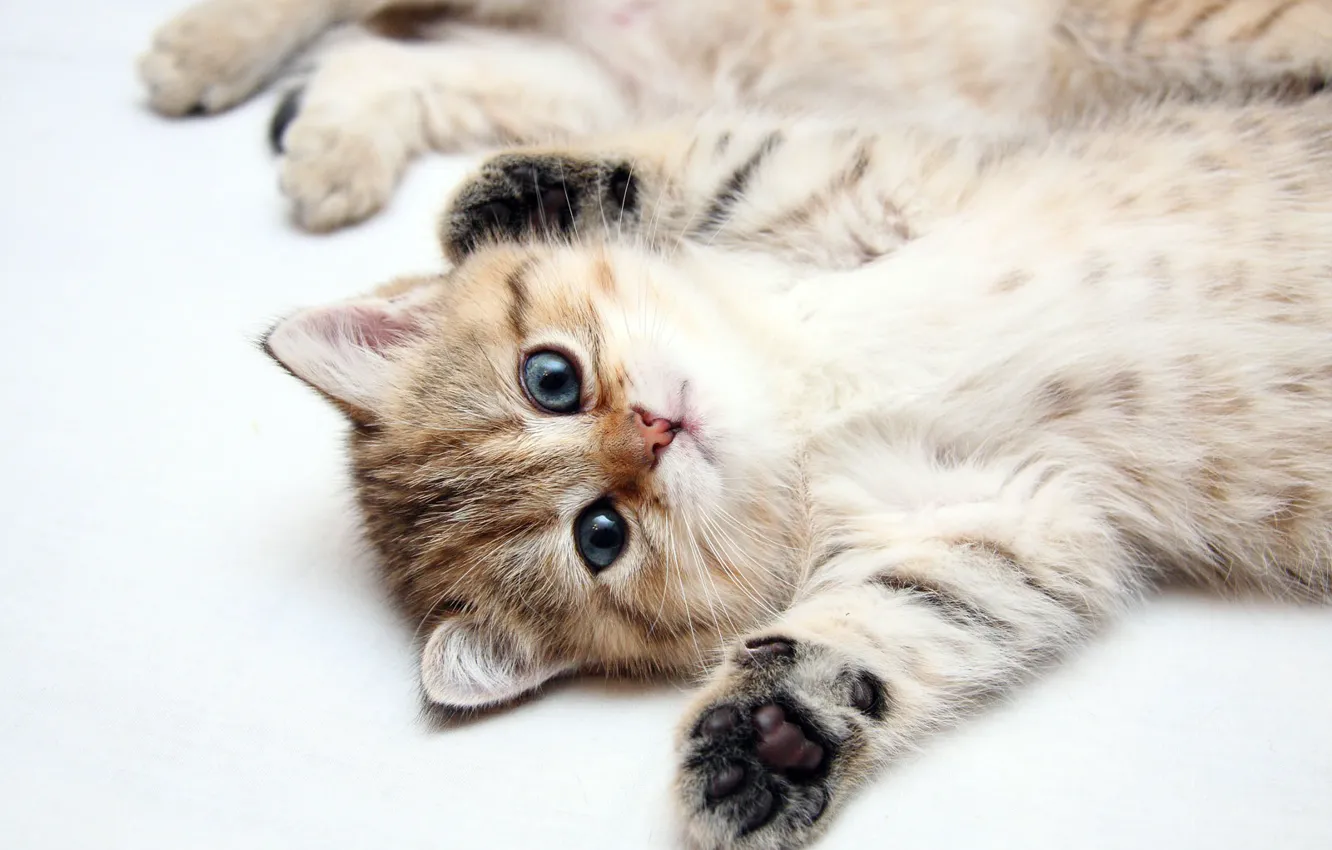 Photo wallpaper cat, kitty, pretty
