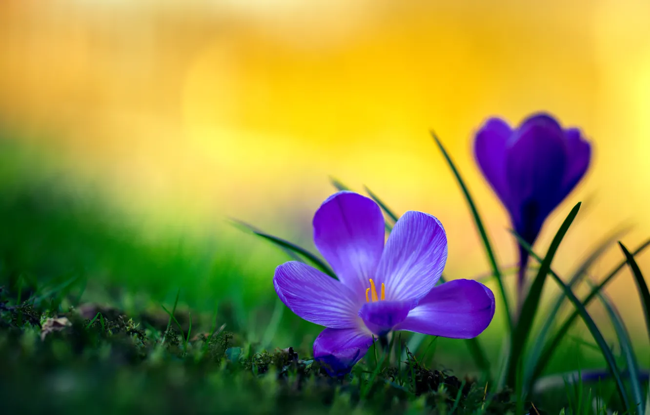 Photo wallpaper macro, crocuses, bokeh