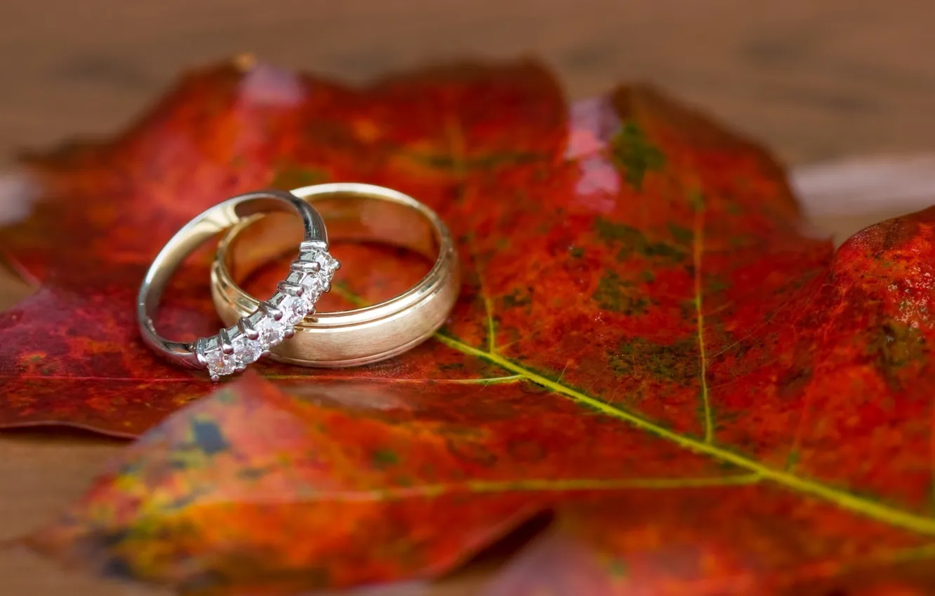 Photo wallpaper leaves, macro, ring, Wallpaper for desktop