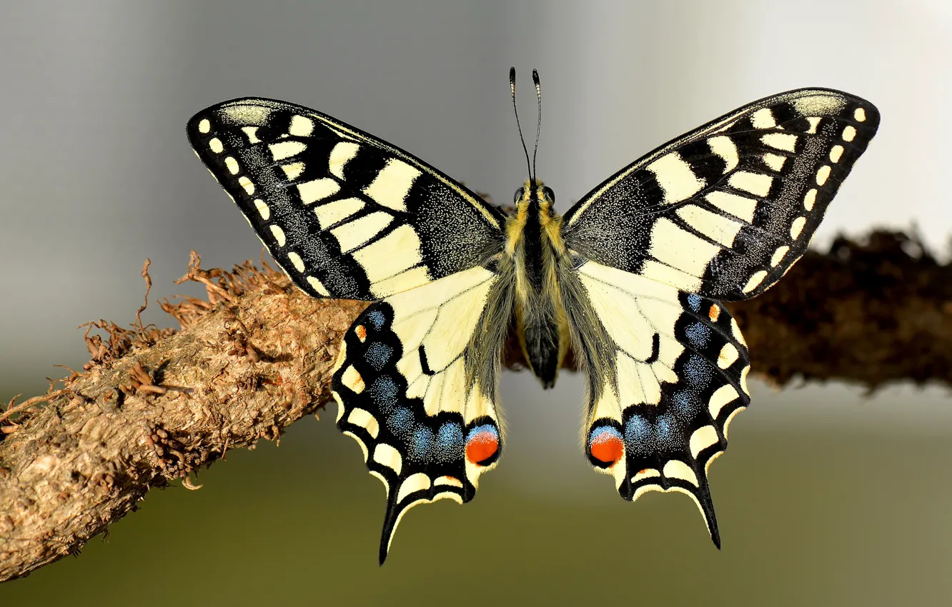 Photo wallpaper macro, background, butterfly, wings, branch, insect, swallowtail