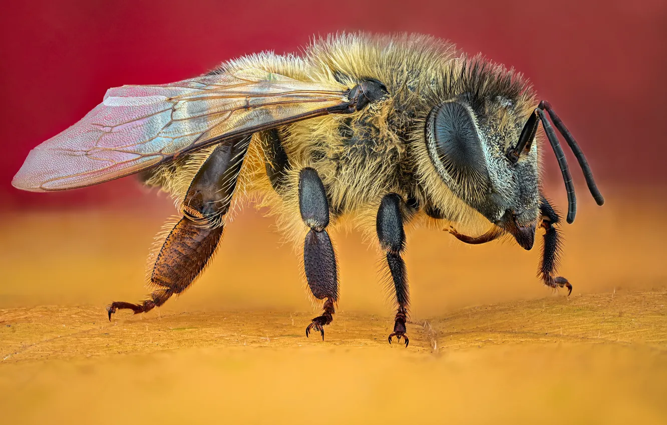 Photo wallpaper macro, bee, insect, yellow background