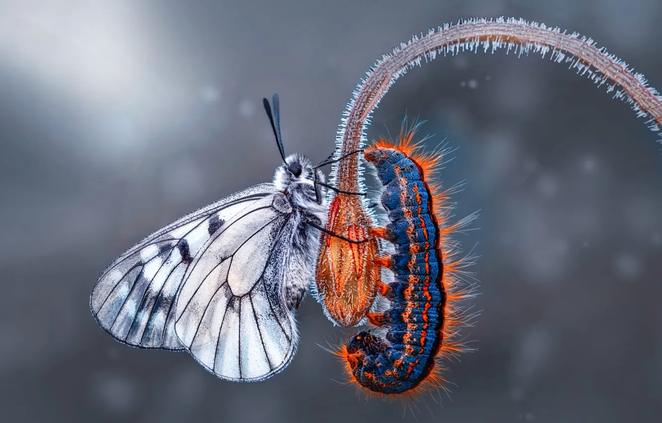 Photo wallpaper insect, macro, grey background, butterfly, stem, caterpillar