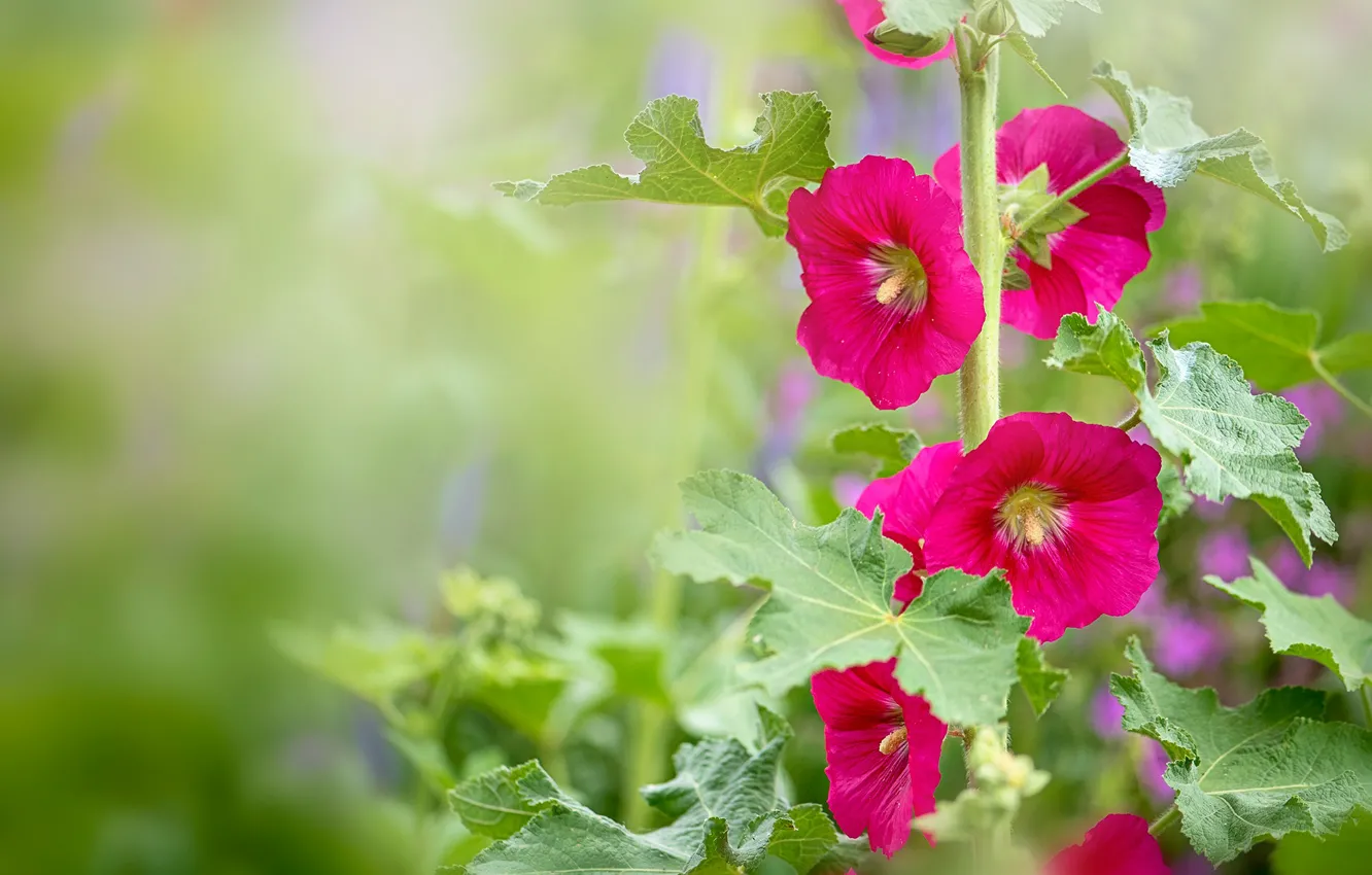 Photo wallpaper summer, leaves, flowers, background, bright, blur, pink, mallow