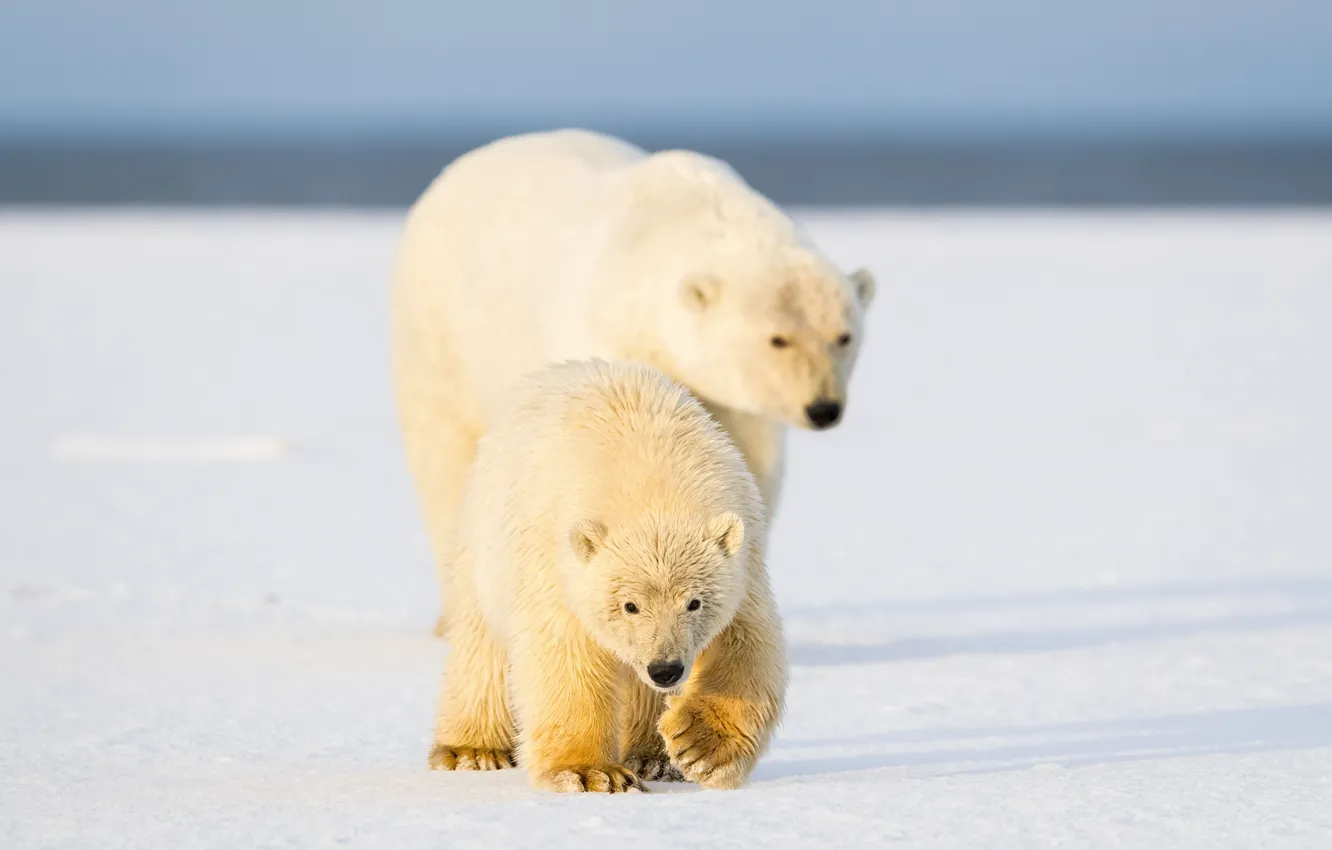 Photo wallpaper snow, nature, bear, polar bears, polar bears
