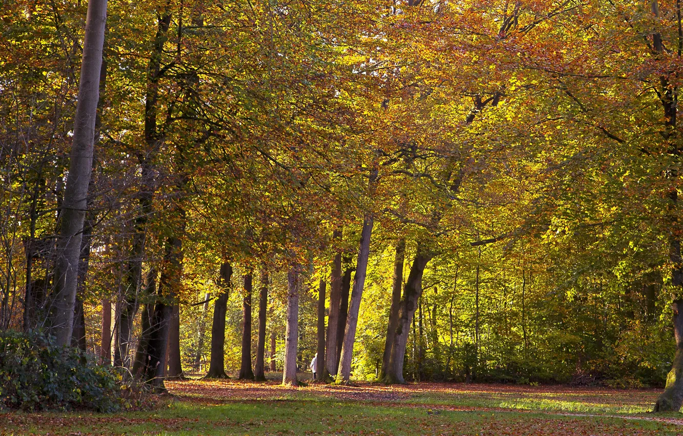 Photo wallpaper autumn, trees, Park, Netherlands, Autumn, Netherlands, Utrecht, Parks