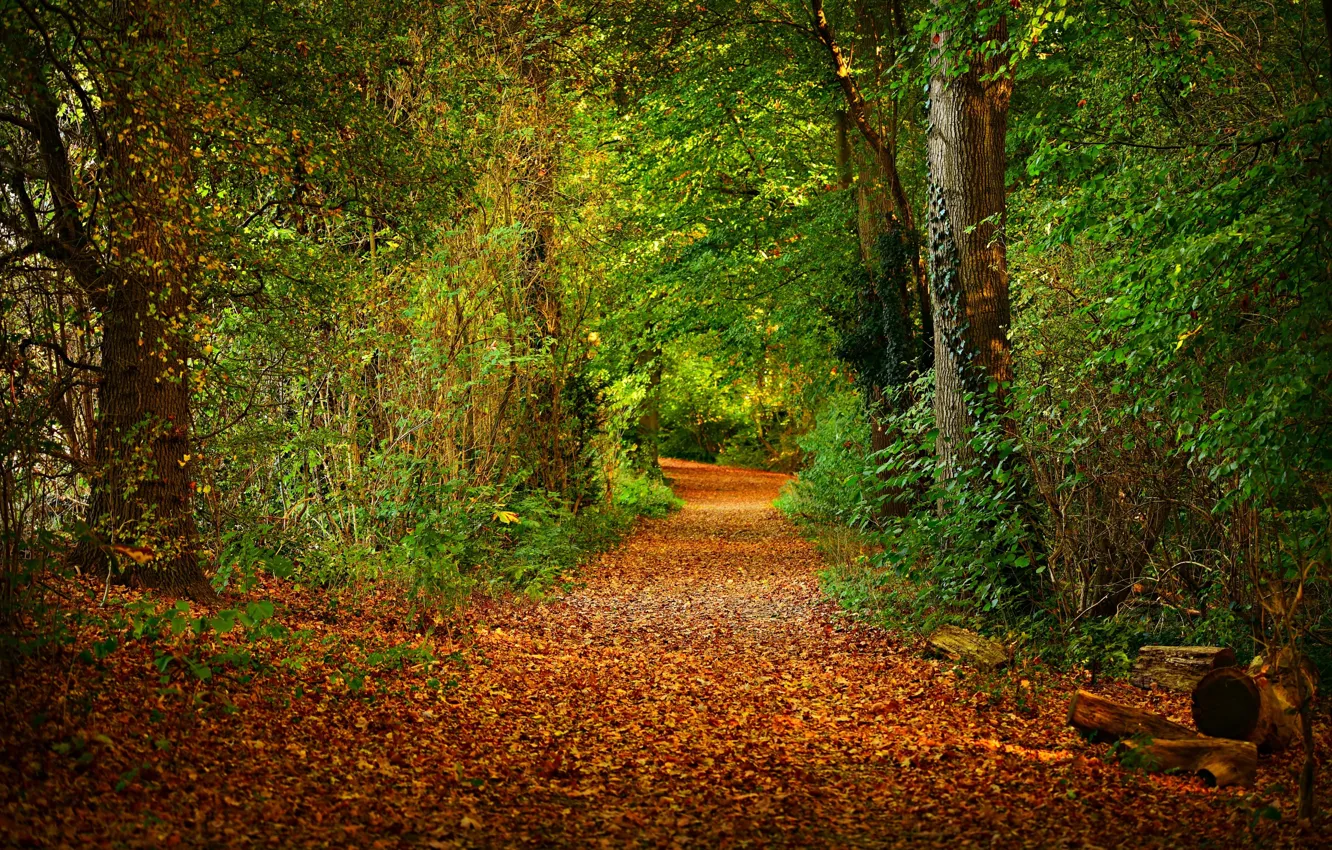 Photo wallpaper leaves, Park, path