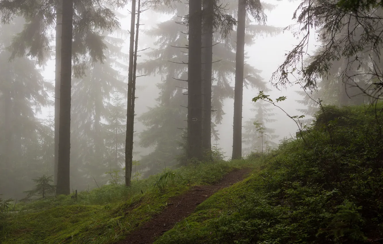 Photo wallpaper forest, trees, nature, fog, path