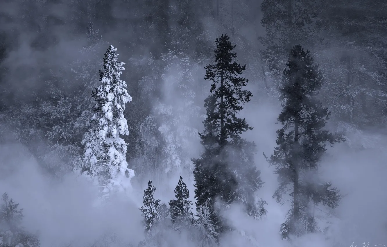 Photo wallpaper winter, forest, snow, trees, nature, fog