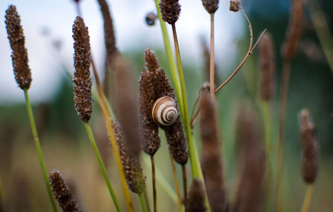 Photo wallpaper shell, snail, stalks