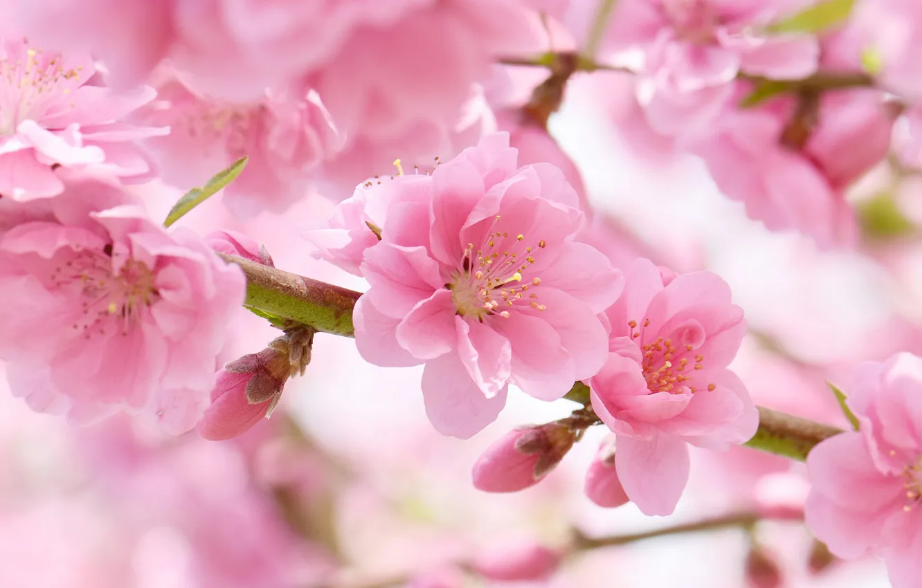 Photo wallpaper flowers, branches, spring, flowering