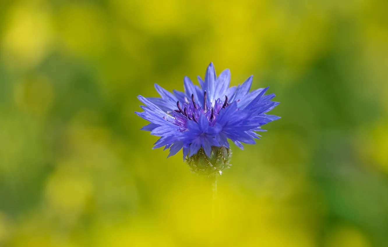Photo wallpaper flowers, blue, blue, one, green background, cornflowers
