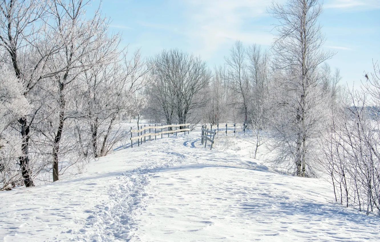 Photo wallpaper winter, snow, trees
