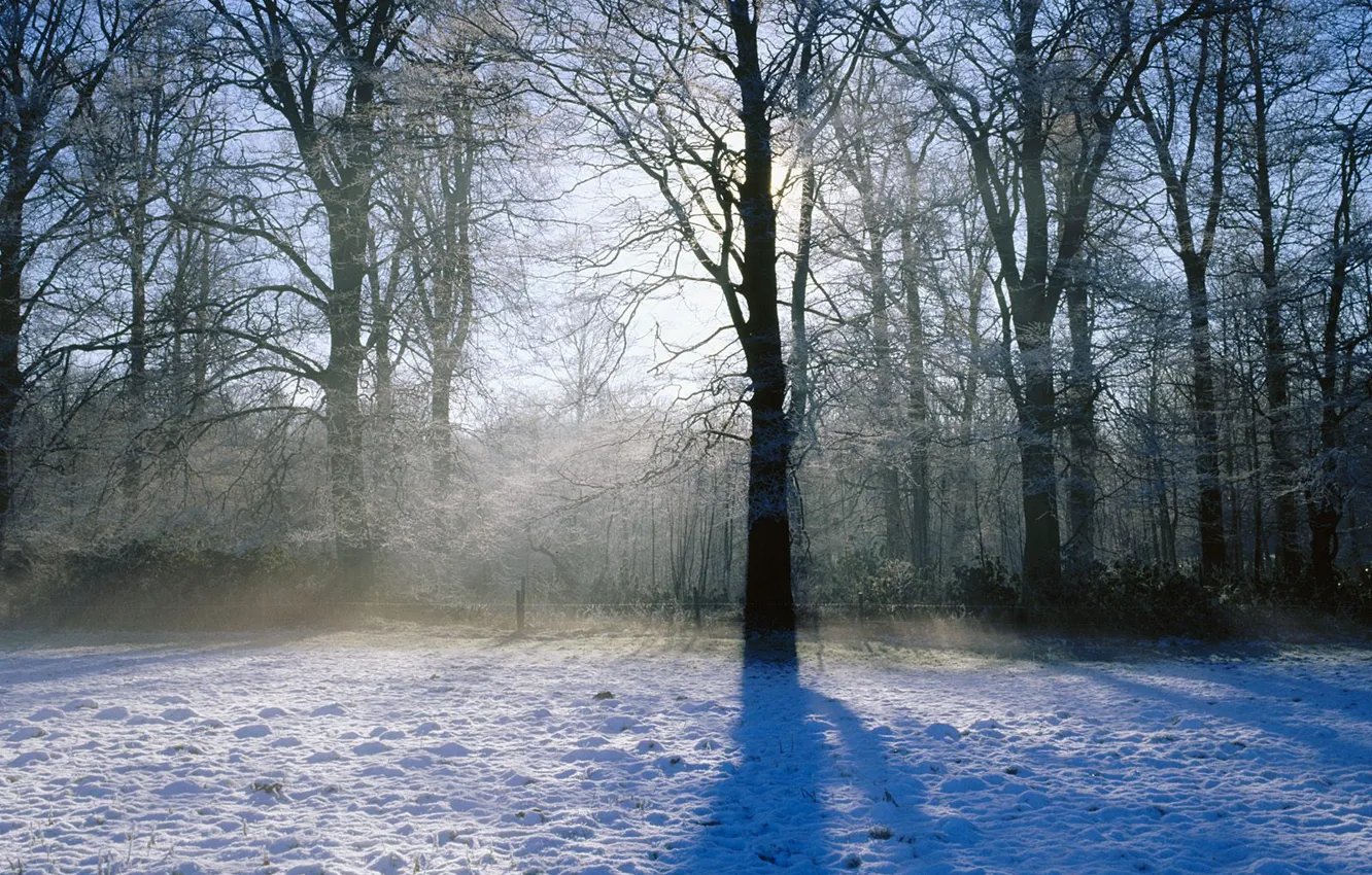 Photo wallpaper winter, light, snow, trees