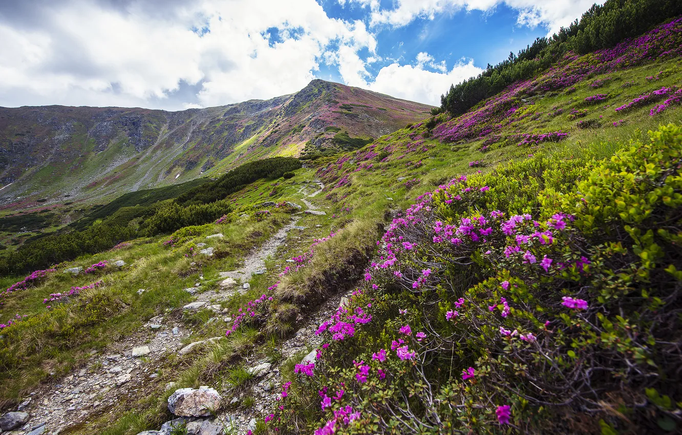 Photo wallpaper landscape, flowers, nature, hills, trail, Mountains, the bushes, rhododendron
