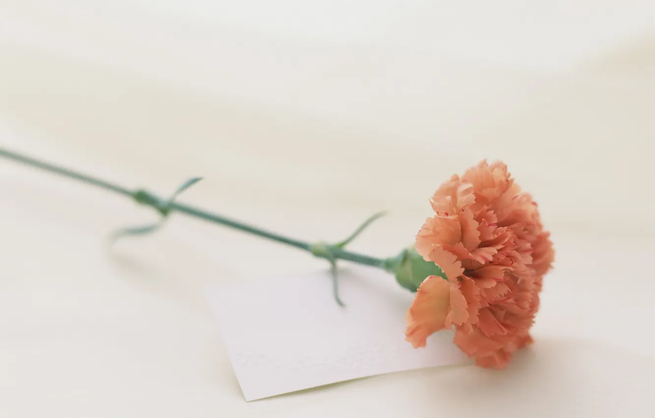 Photo wallpaper flower, petals, carnation
