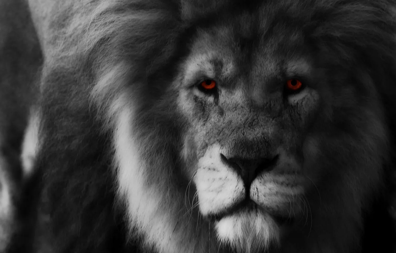 Photo wallpaper eyes, look, predator, Leo, mane, the king of beasts