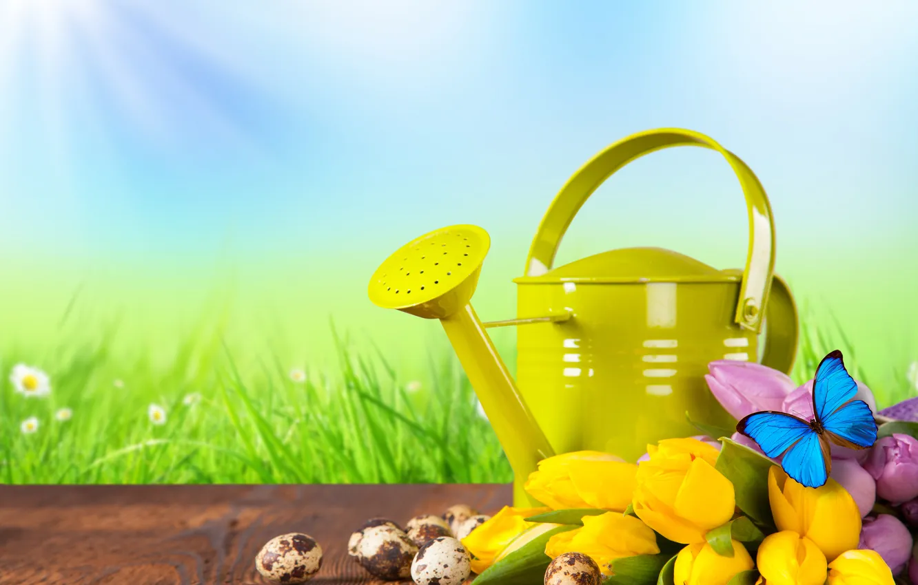 Photo wallpaper greens, grass, yellow, butterfly, Board, chamomile, eggs, tulips