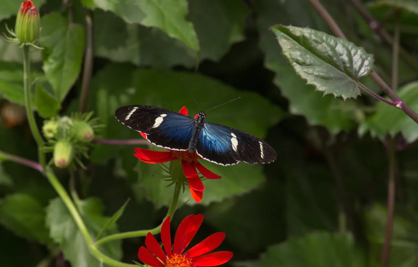 Photo wallpaper leaves, flowers, butterfly, plant, wings