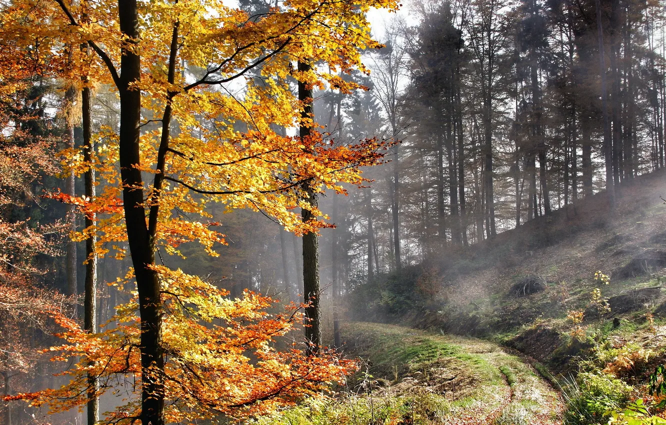 Photo wallpaper road, autumn, landscape