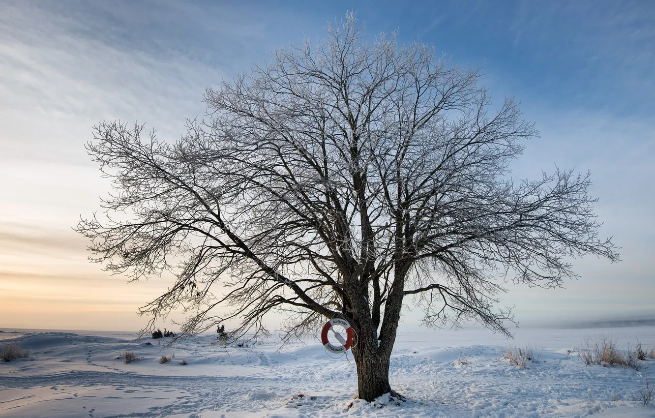 Photo wallpaper winter, trees, lifeline