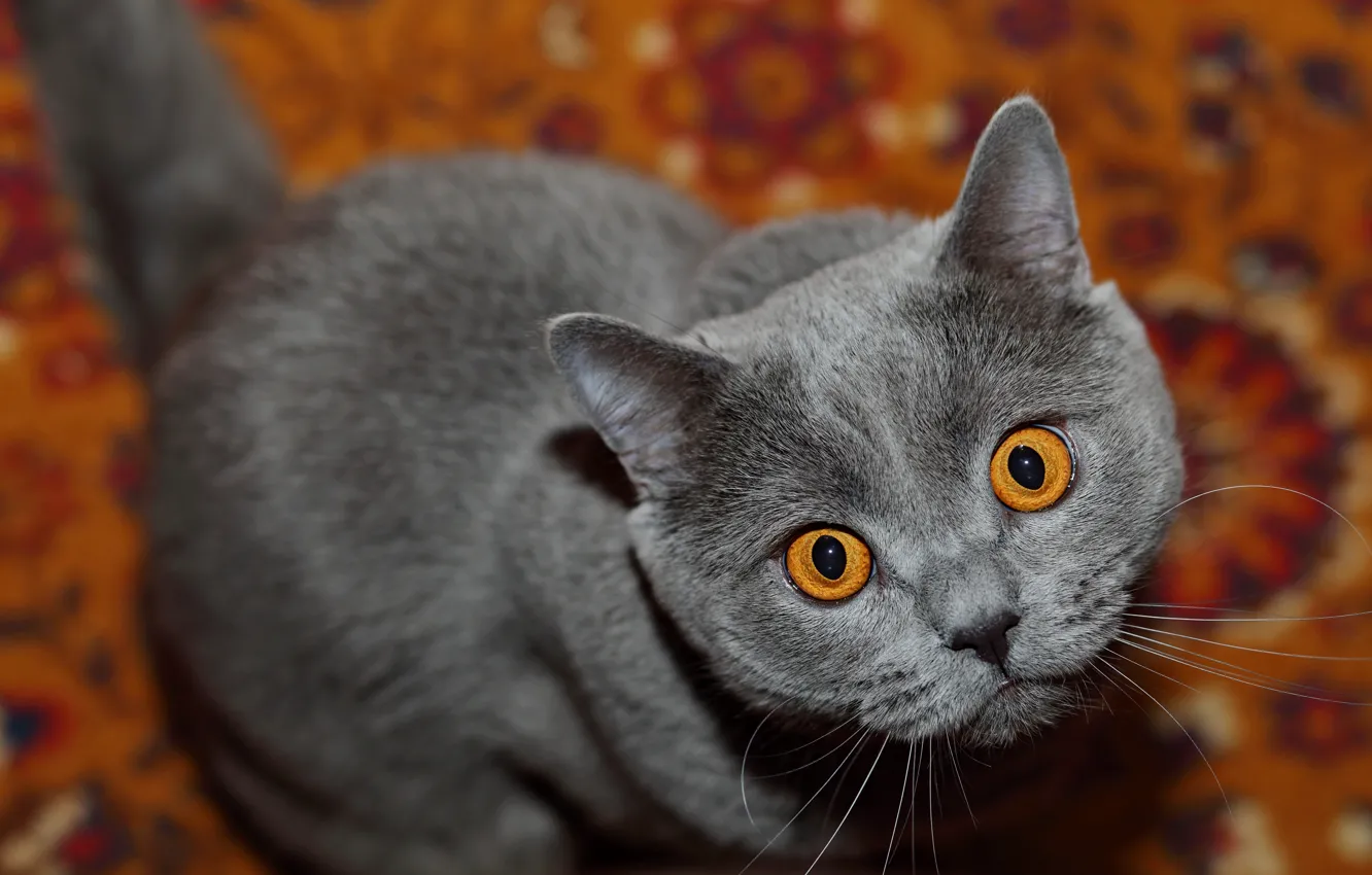 Photo wallpaper cat, cat, look, muzzle, British Shorthair