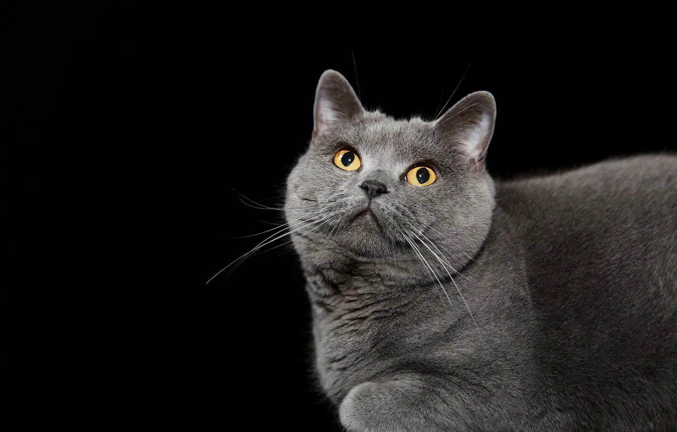 Photo wallpaper cat, background, British blue shorthair