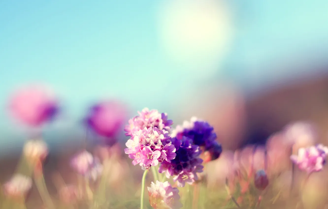 Photo wallpaper field, summer, flowers, focus, pink, Sunny, field