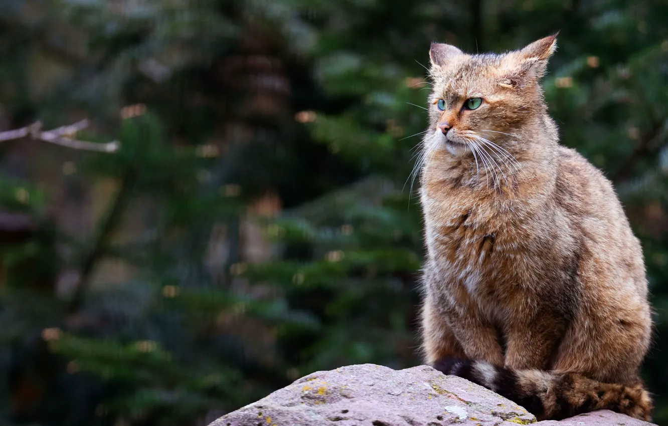 Photo wallpaper cat, look, face, branches, nature, pose, grey, background