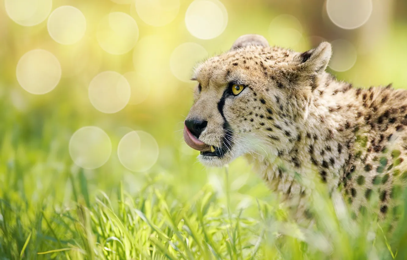 Photo wallpaper grass, face, glare, Cheetah, wild cat, bokeh