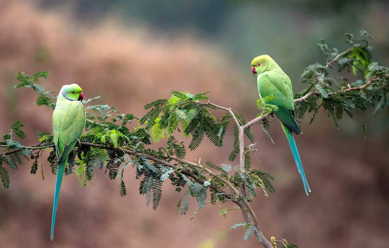 Photo wallpaper bird, tail, Indian ringed parrot