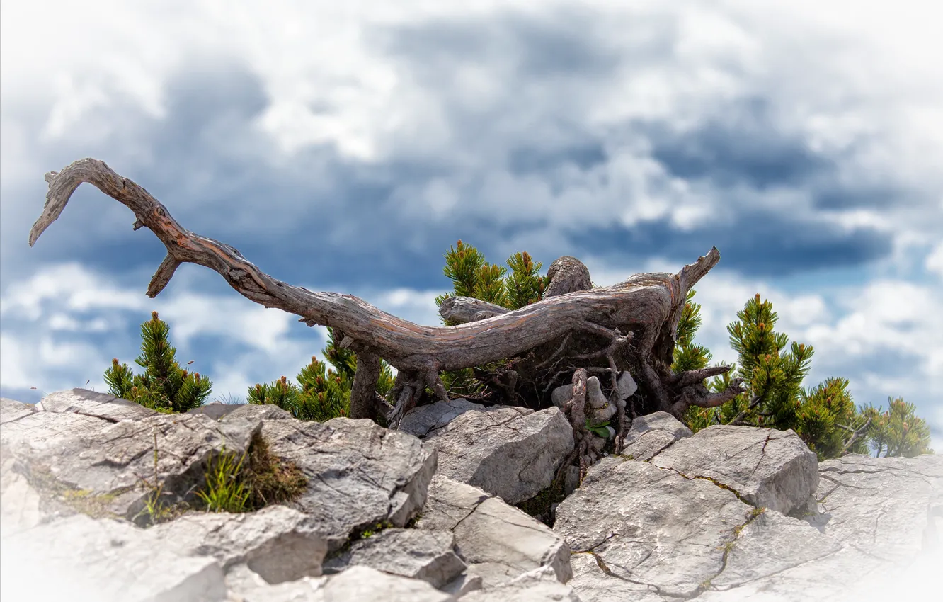 Photo wallpaper stones, snag, bokeh