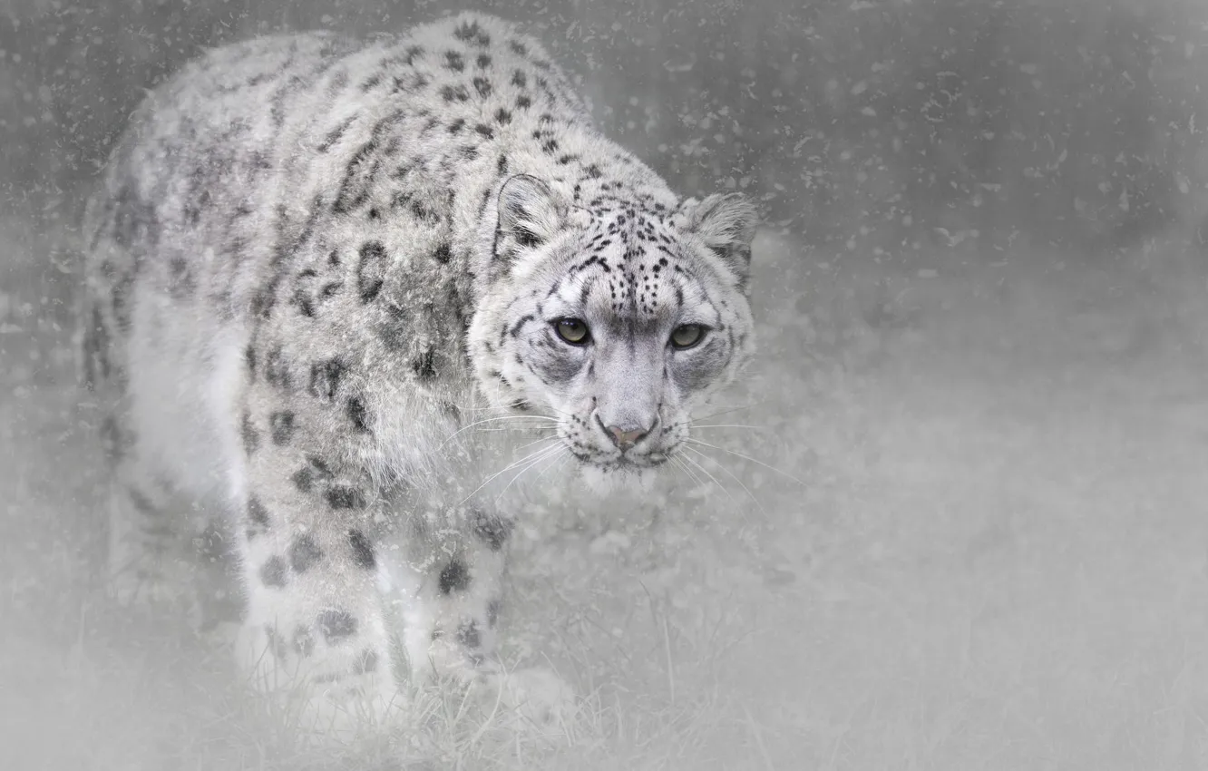 Photo wallpaper winter, cat, snow, snow leopard