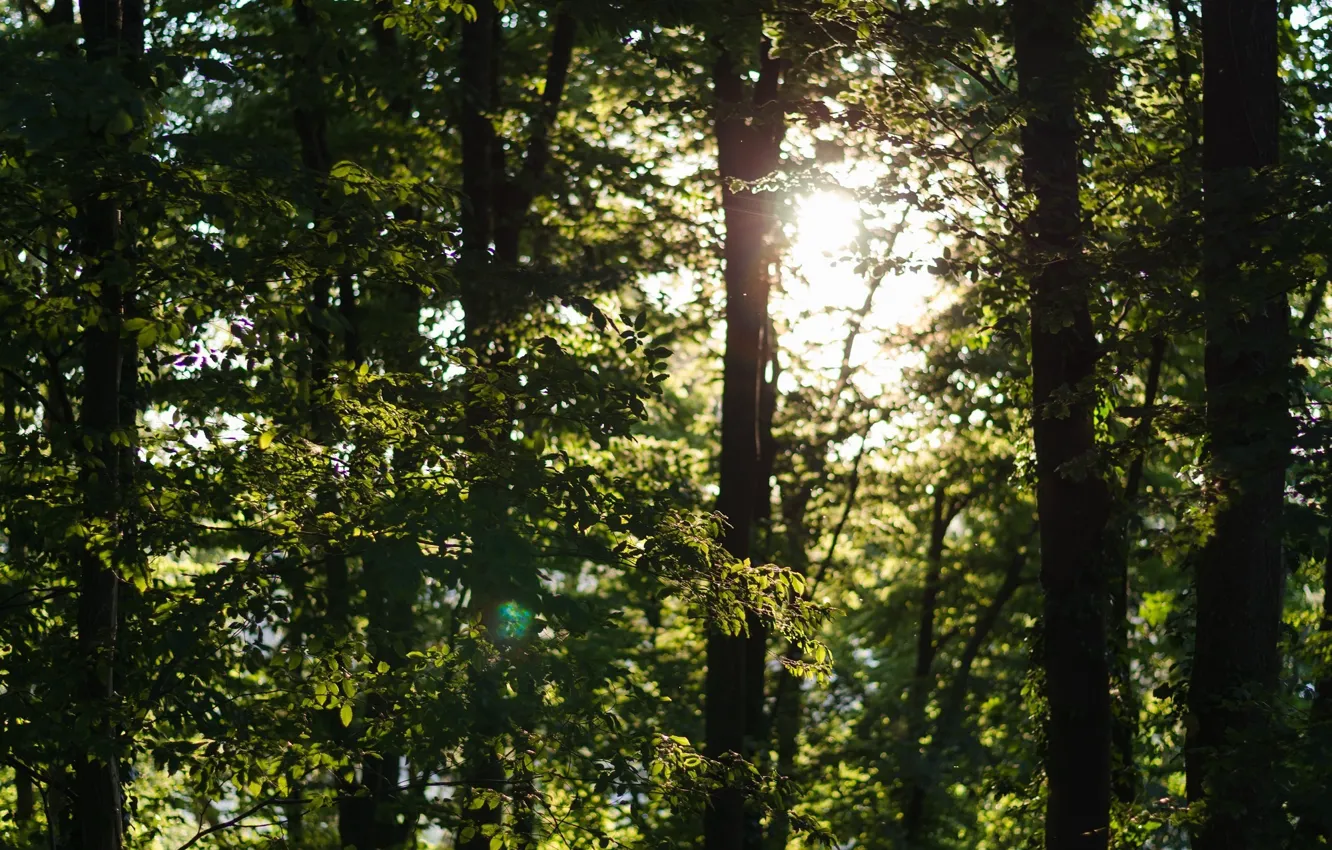 Photo wallpaper greens, forest, summer, the sun, light, trees, foliage, day