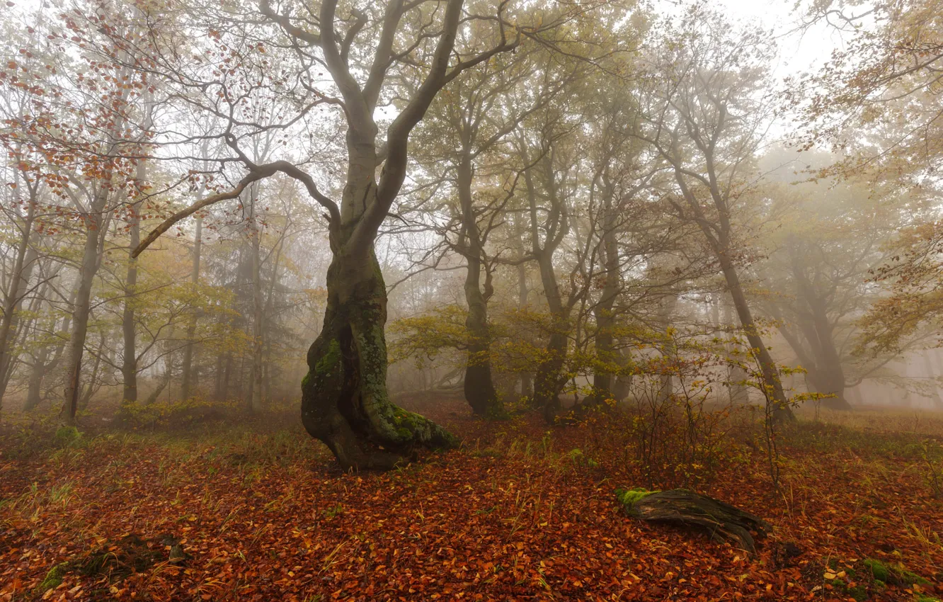 Photo wallpaper autumn, forest, trees, fog
