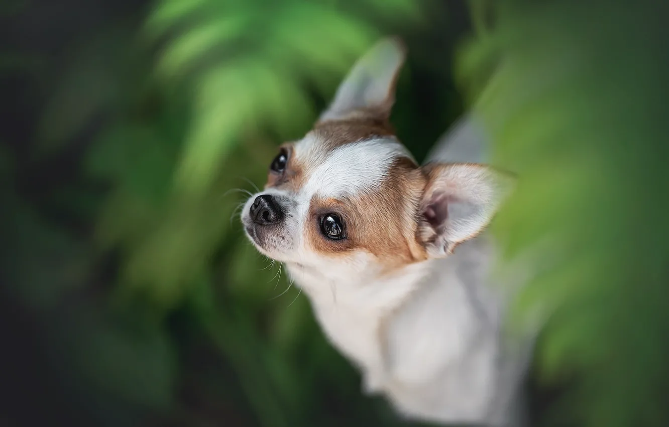 Photo wallpaper face, Chihuahua, bokeh, doggie, dog, Lyudmila Bogush