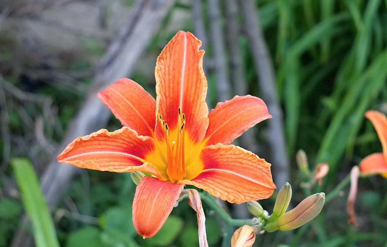 Photo wallpaper flowers, macro, closeup