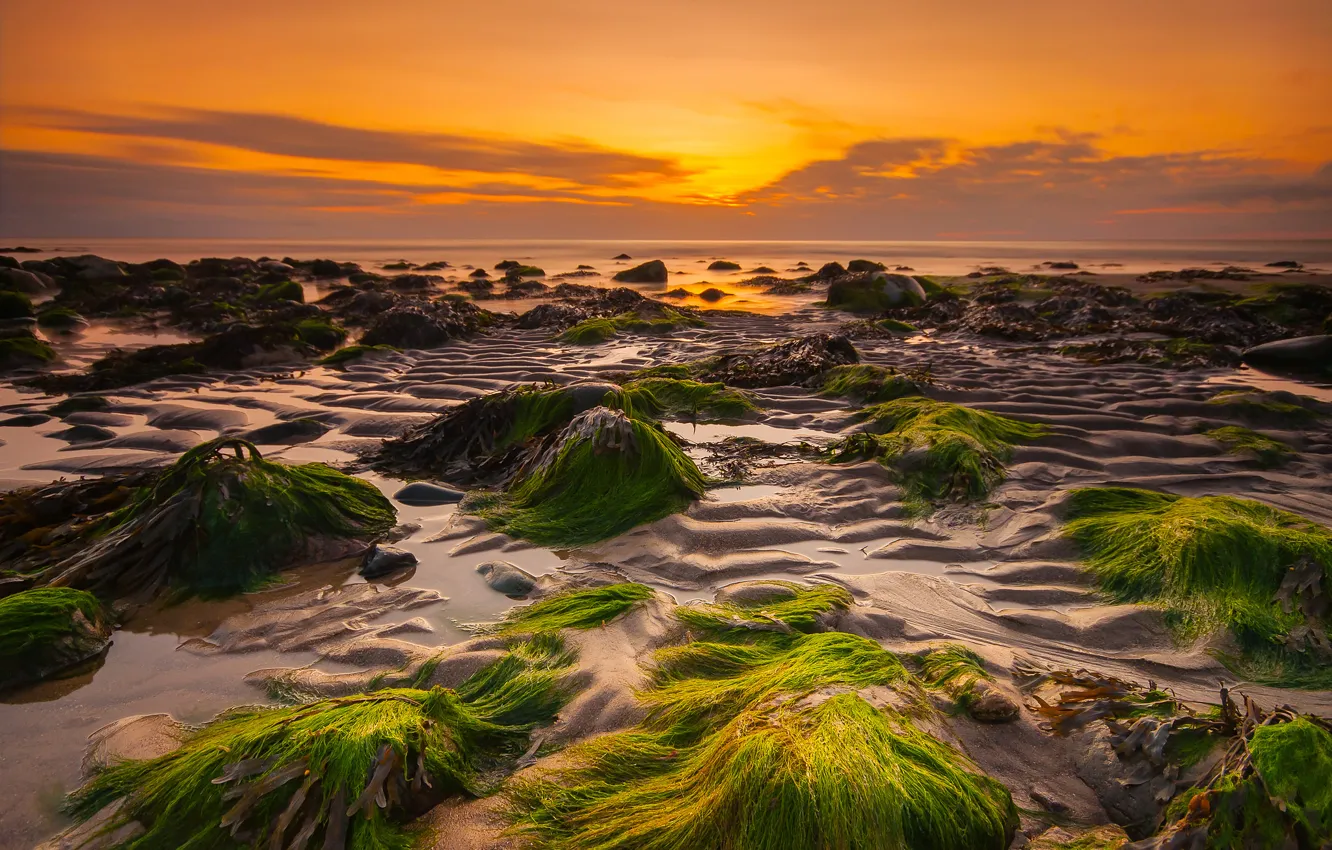 Photo wallpaper the sky, clouds, algae, sunset, stones, rocks, horizon