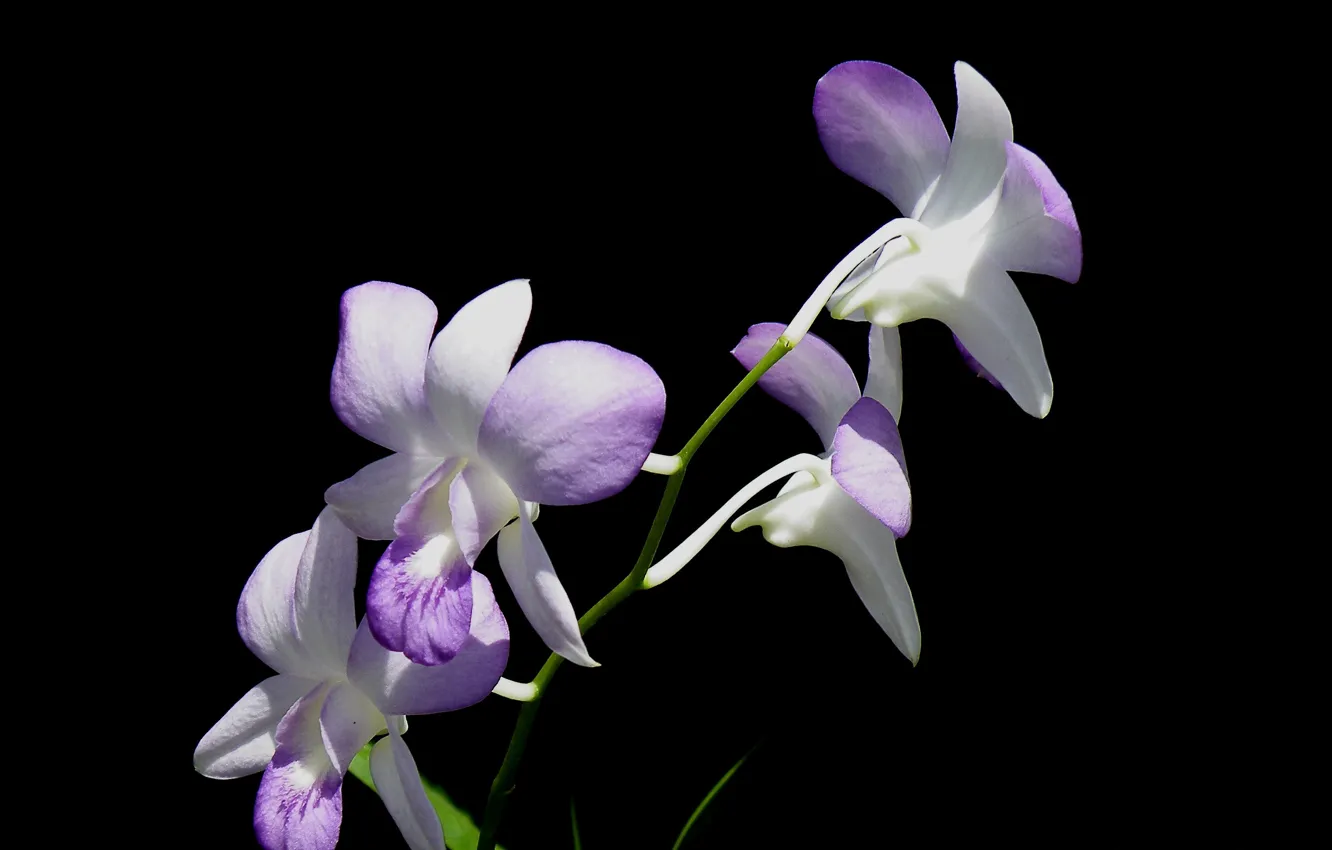 Photo wallpaper background, petals, Orchid, inflorescence
