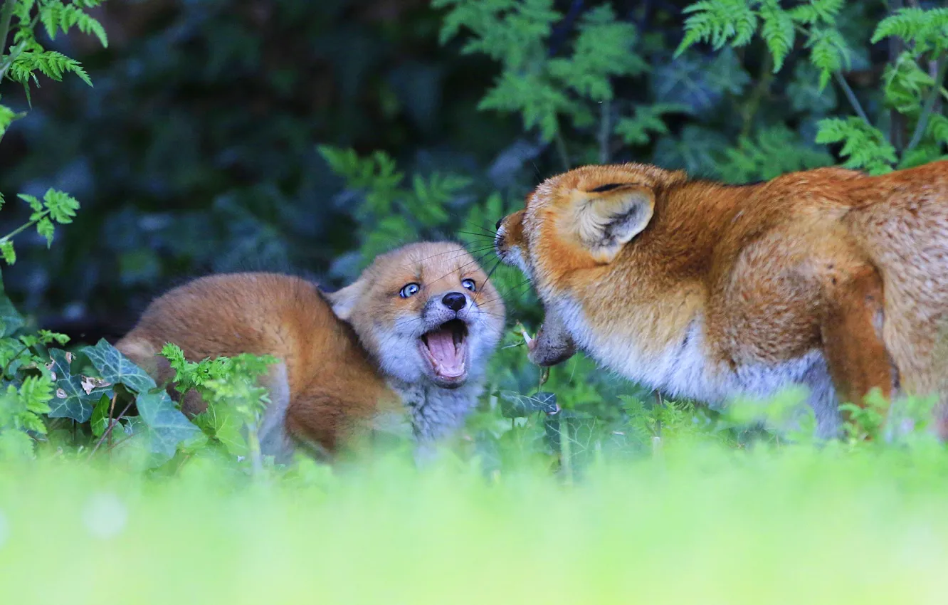 Photo wallpaper forest, language, summer, look, nature, pose, emotions, mouth