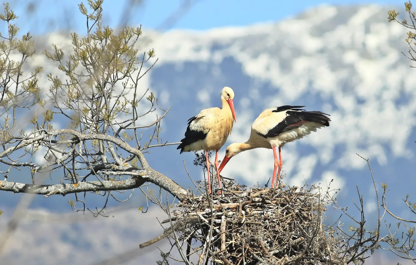 Photo wallpaper bird, socket, stork