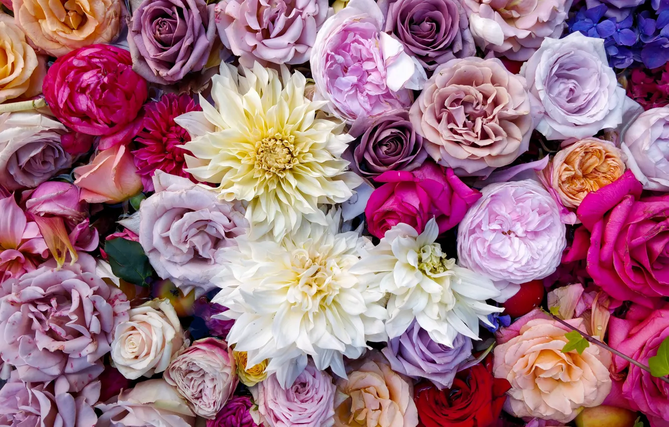 Photo wallpaper colorful, flowers, bouquet, roses, composition, multicolored, Dahlia's, UHD wallpaper