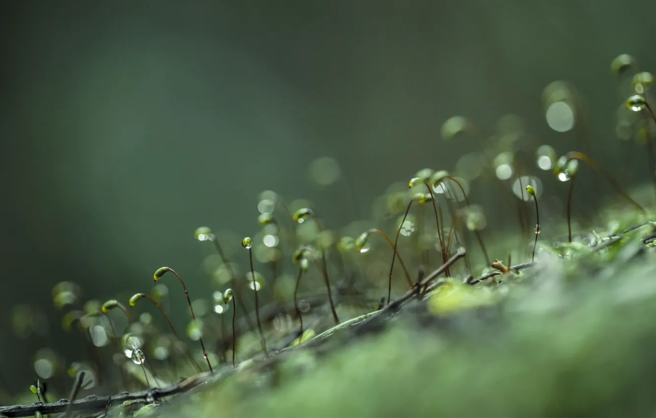 Photo wallpaper drops, macro, life, Rosa, Rostock
