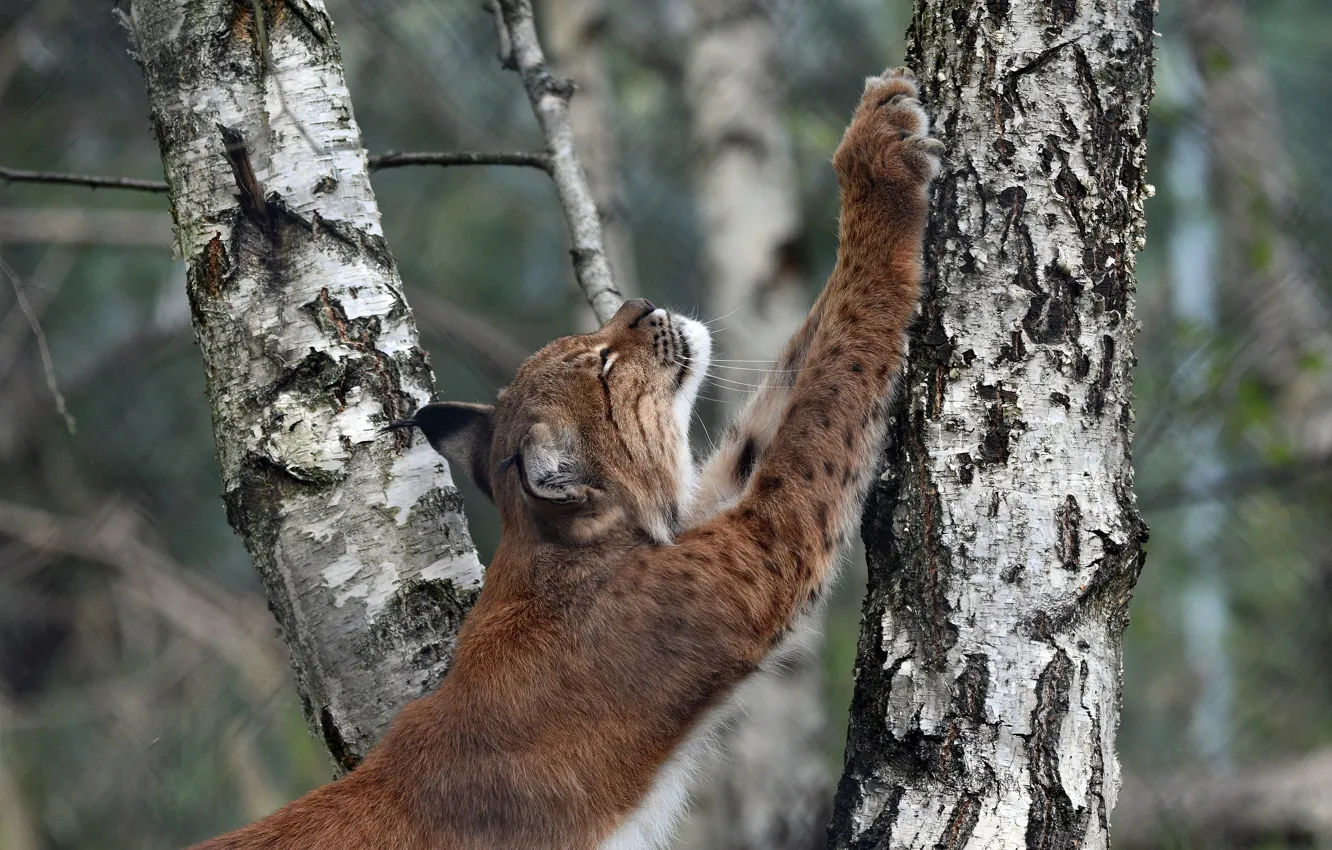 Photo wallpaper trees, pose, paws, birch, lynx, scratching post, sharpens claws