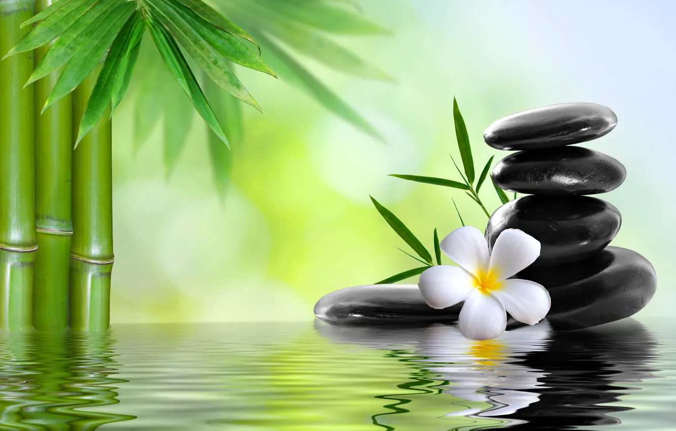 Photo wallpaper flower, water, stones, bamboo, Spa, spa