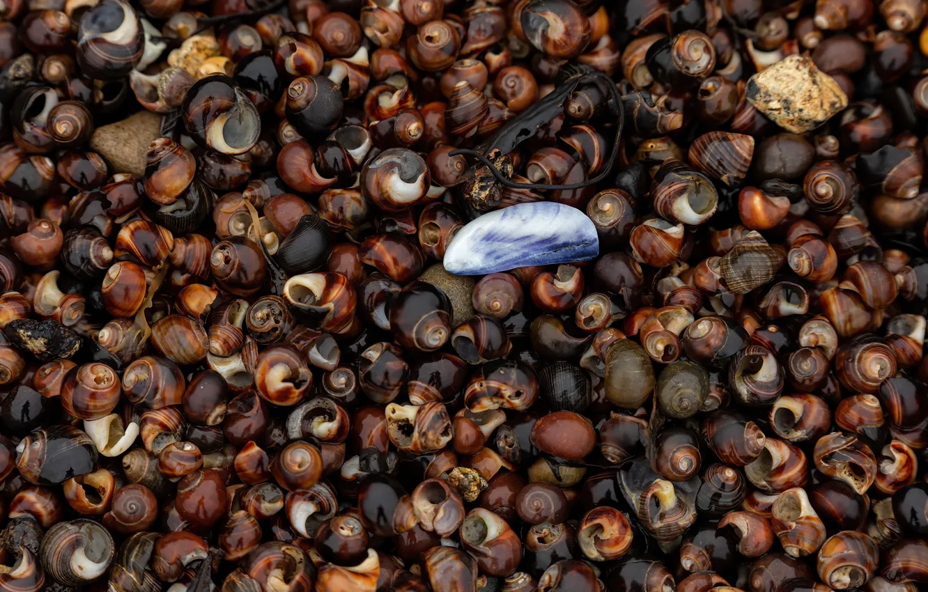 Photo wallpaper shore, texture, sink, shell, brown, different, a lot, sea