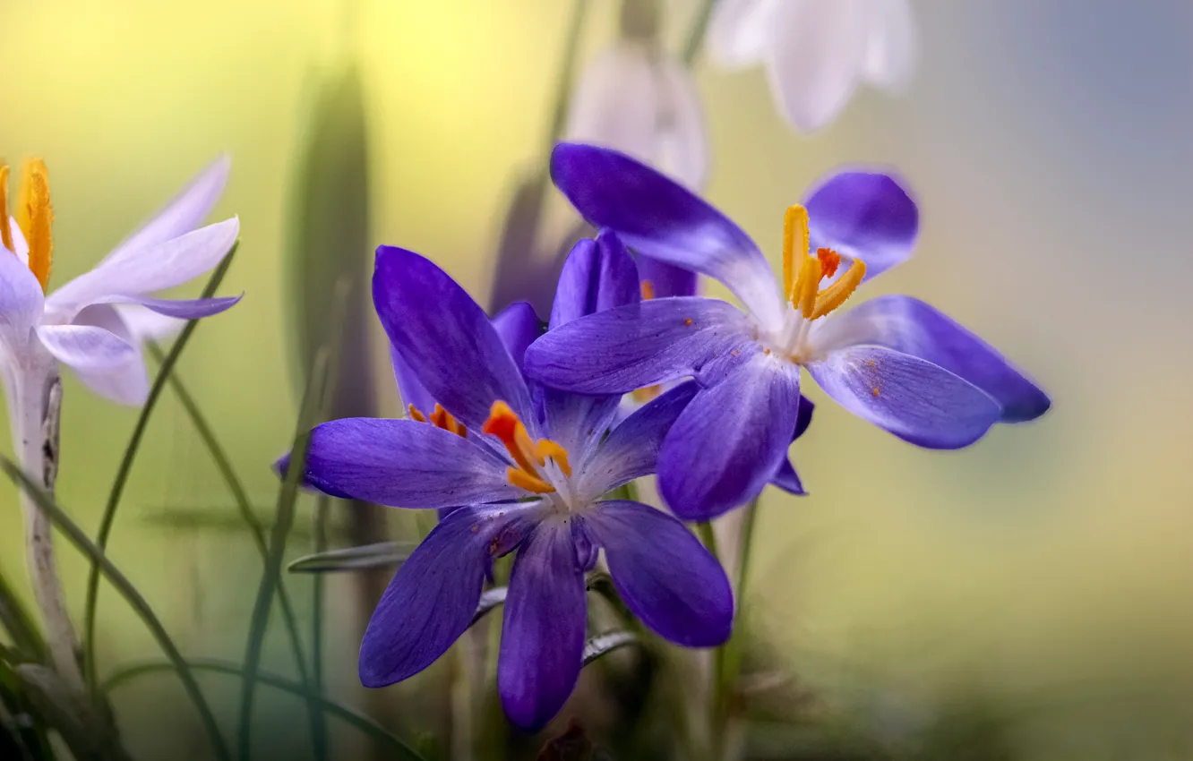 Photo wallpaper purple, flowers, crocuses, lilac